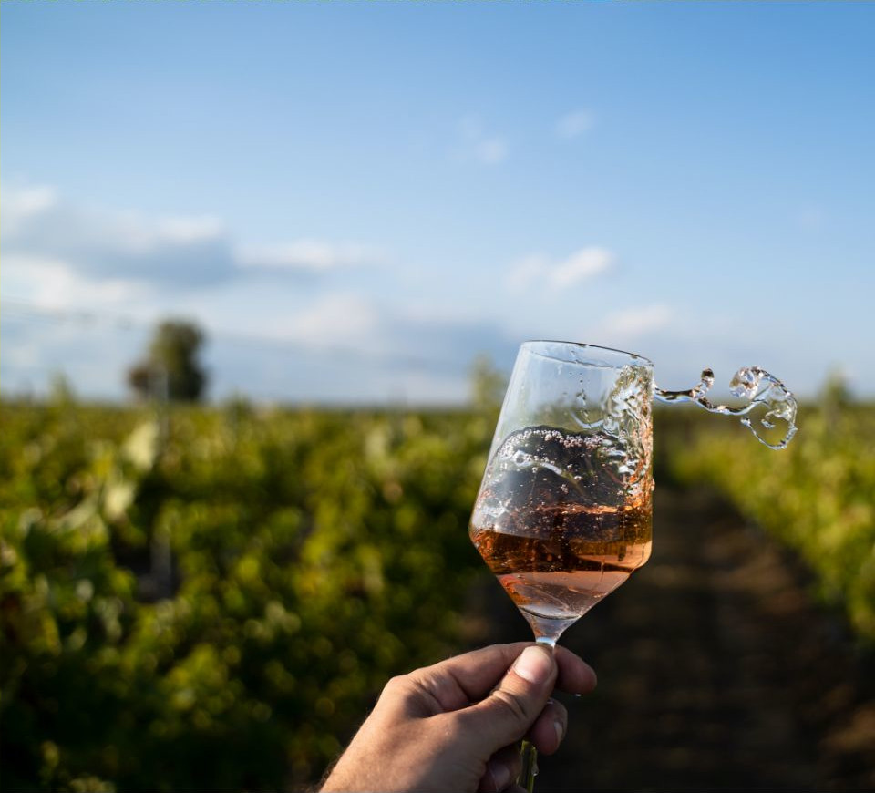 Casa vina, u pozadini vinograd